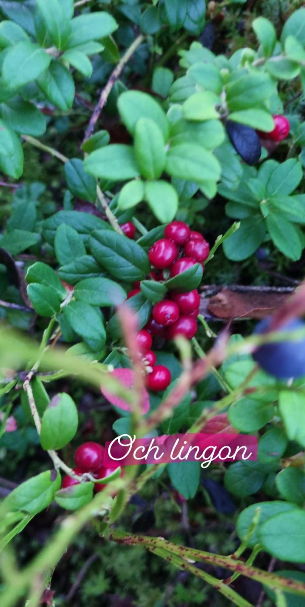 Hyr Rum Pa Oestbo Vittsjö 外观 照片